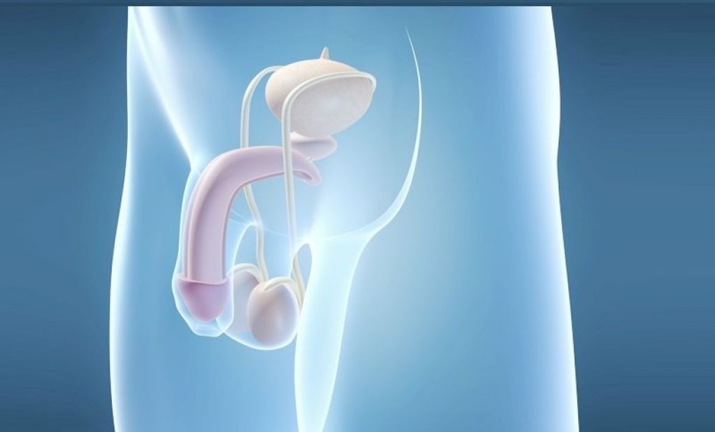 プロテーゼ移植は男性の陰茎を拡大する外科的方法です